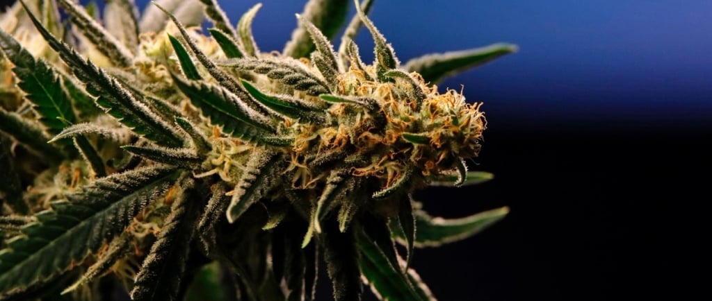 a marijuana plant with a green leafy plant