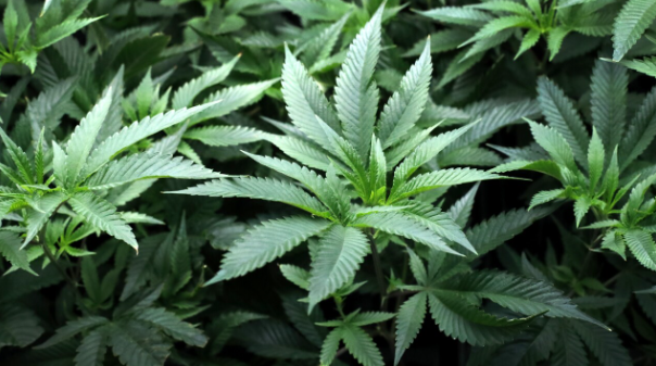Florida cannabis legalization proposal for recreational marijuana on the 2026 ballot