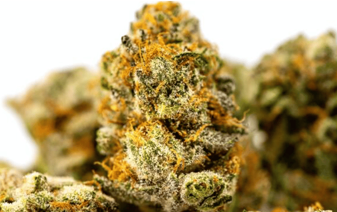 a close up of a marijuana