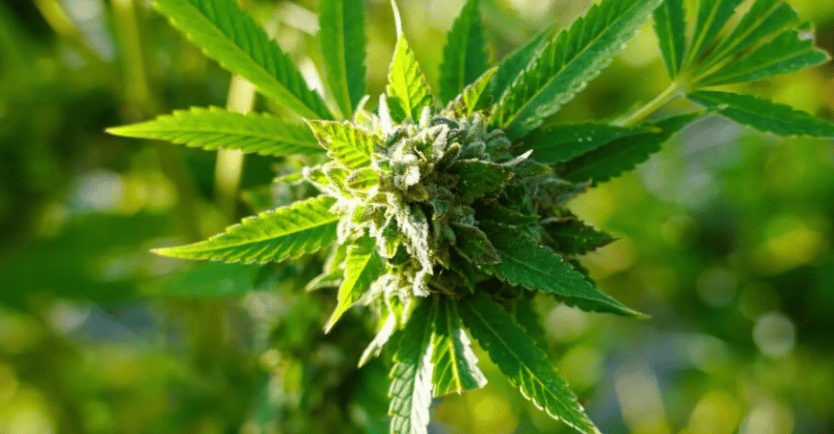 a marijuana leaf with a green leafy plant
