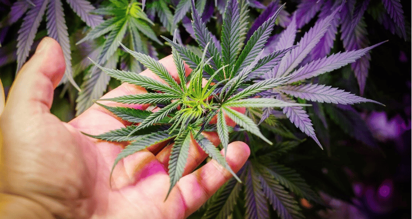 a person holding a marijuana leaf in their hand
