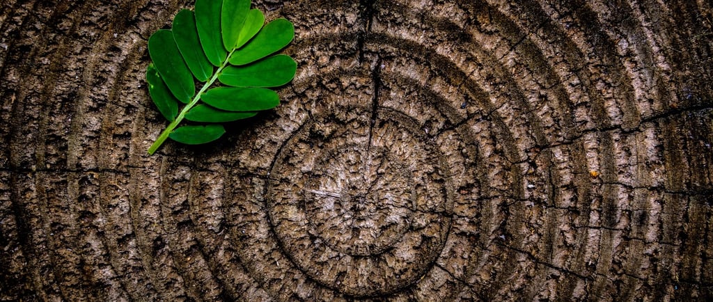 maths in nature