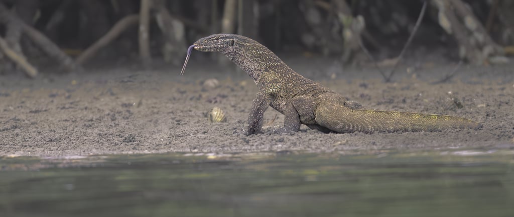 Een nijlvaraan (Varanus niloticus) baskend in de zon op een boomstam, met zijn schubbige huid en lan
