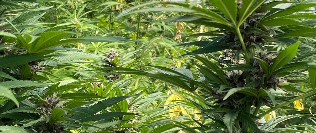 Nos fleurs de CBD à la Ferme de Belon