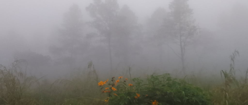 a heavy fog blankets a mountain with trees faintly visible