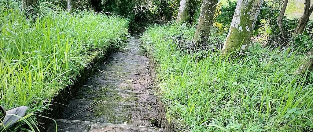 an ancient pathway heading down a hill with green grass and palm trees on each side of the path