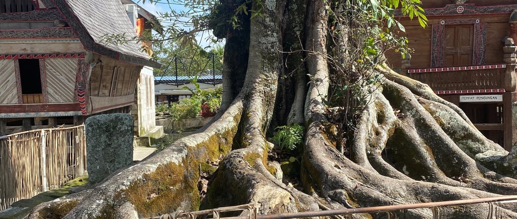an old old tree growing out a stone slab with Batak houses in the background