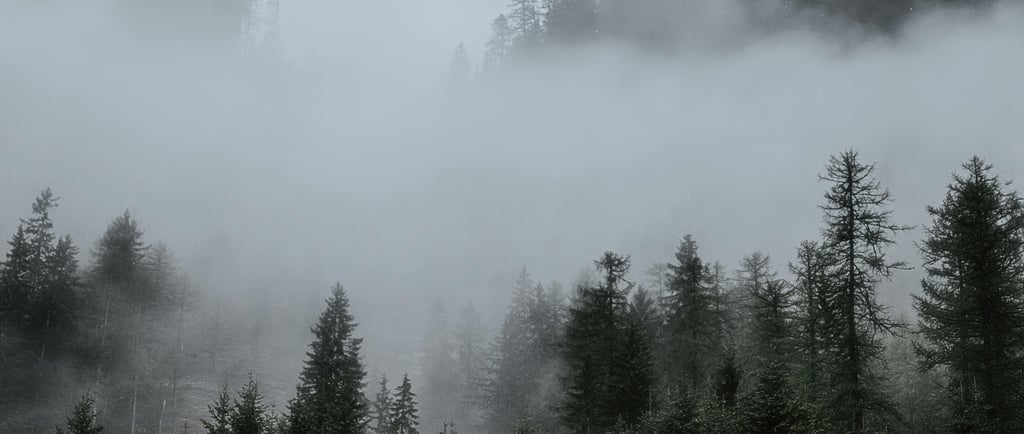 A pine forest valley filled with fog