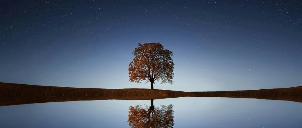 an image of single tree cast against the night sky with its reflection in a body of water
