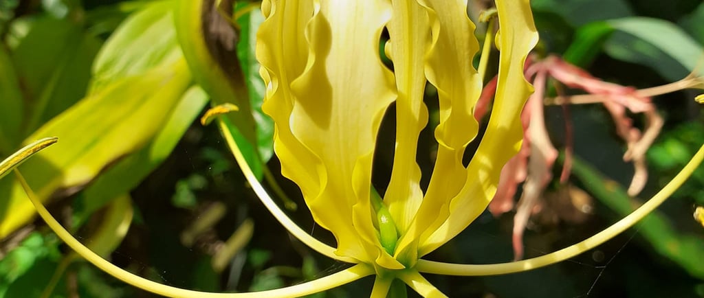 Permaculture et Beauté à la Ferme Aménopé Togo