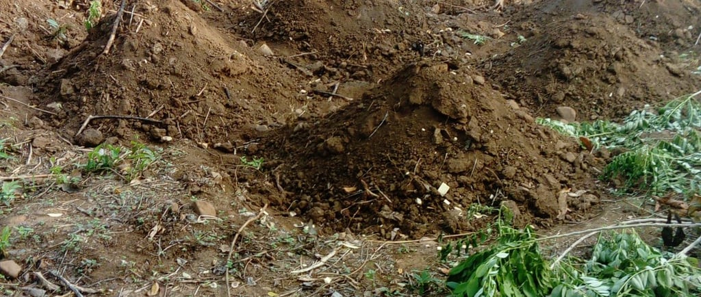 Culture de l'igname à la Ferme Aménopé Togo Permaculture