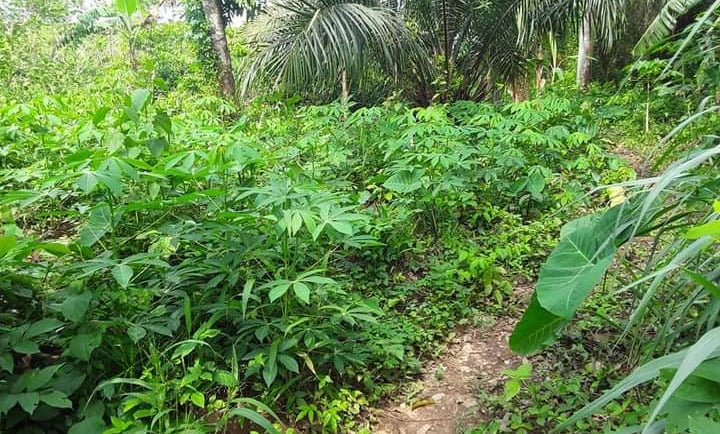 Culture Naturelle du Manioc à la Ferme Aménopé Togo Permaculture