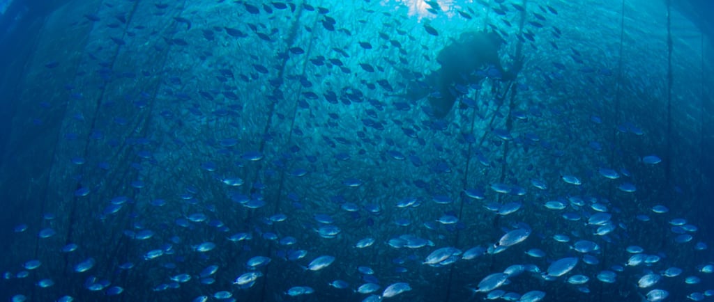 a group of fish in the ocean with a person in the water