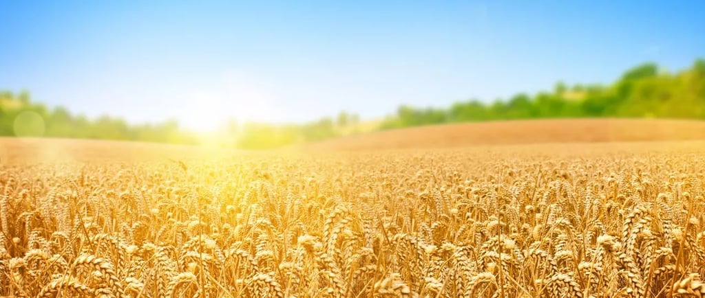 Heatwave Threatens East EU Crops