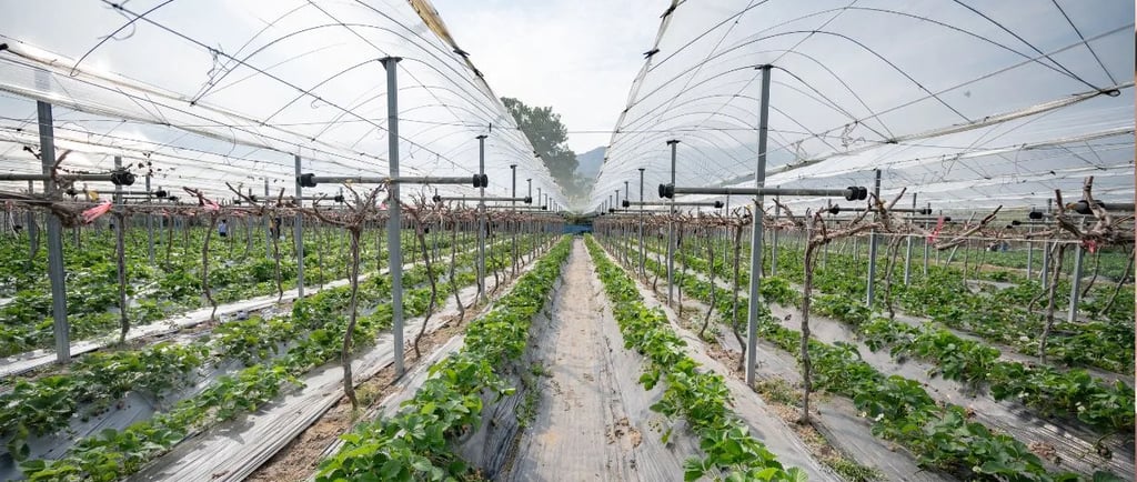 Japan vegetable prices increase due to heatwave in August 2025