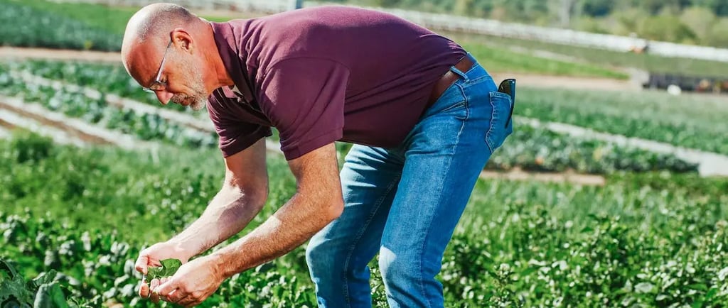 a man in a purple shirt is standing in a fresh produce field