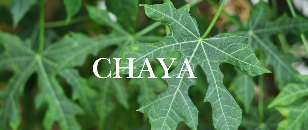 chaya