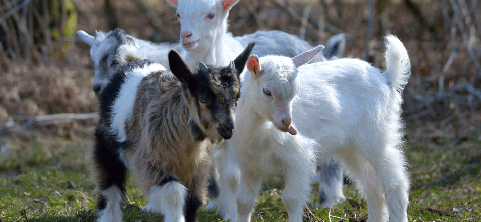 Dwarf goats