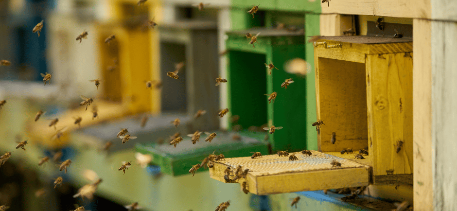 Bees entering their hives