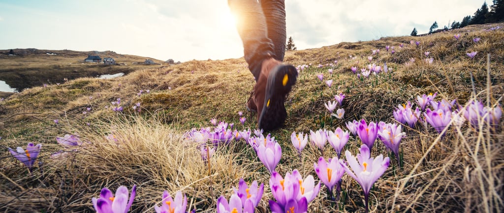 Hiker in spring with crocuses at his feet