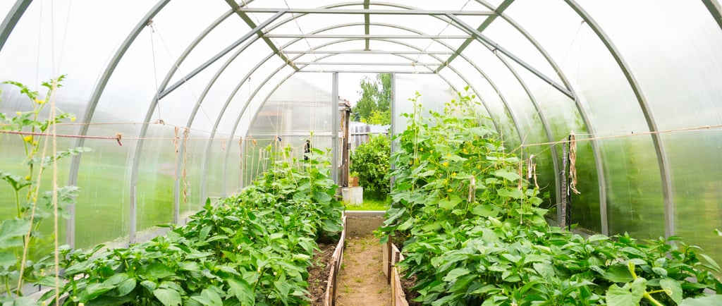 Hoop Greenhouse Garden