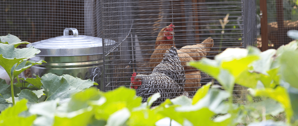 Chickens in their moveable coop near the garden