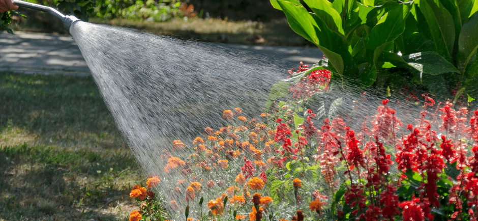 Watering flowers with grey water helps with sustainability