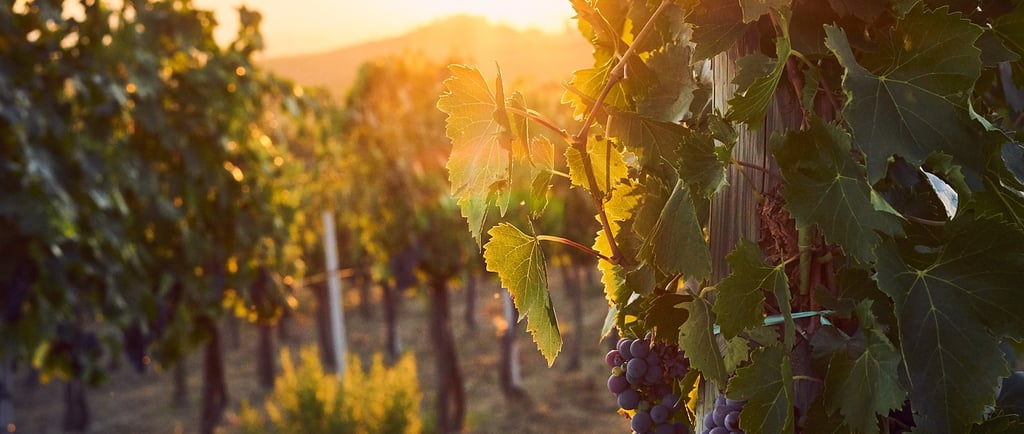 world-class wineries