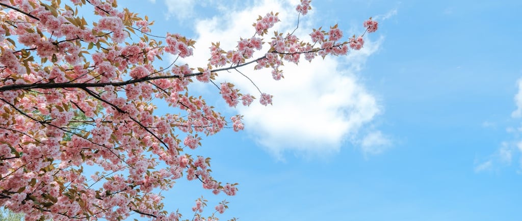 cherry blossom