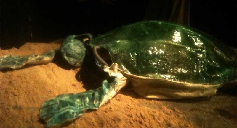 David Noir en costume de tortue | Marée Haute | Photo Adrien Solis