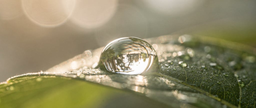 Goccia d'acqua pura su foglia verde che rappresenta il processo di disintossicazione e purificazione del corpo