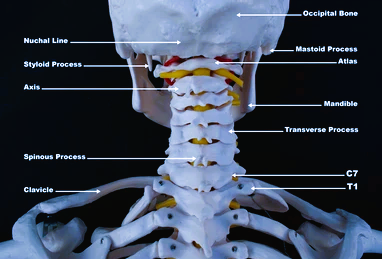 cervical spine