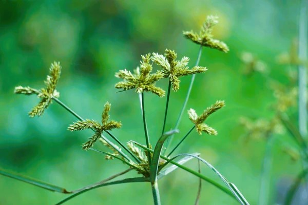 cyperus rotundus