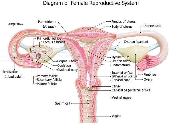 female reproductive system 