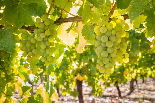 grapes
