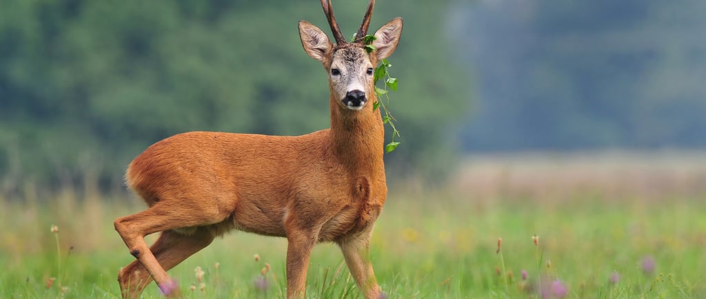 Roe buck in spring