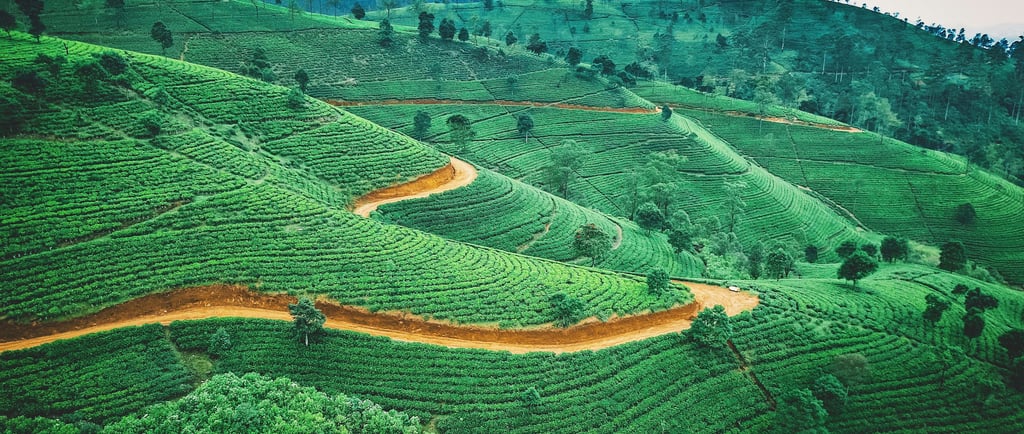 a green hillside with a winding path and tea plantation in Sri Lanka