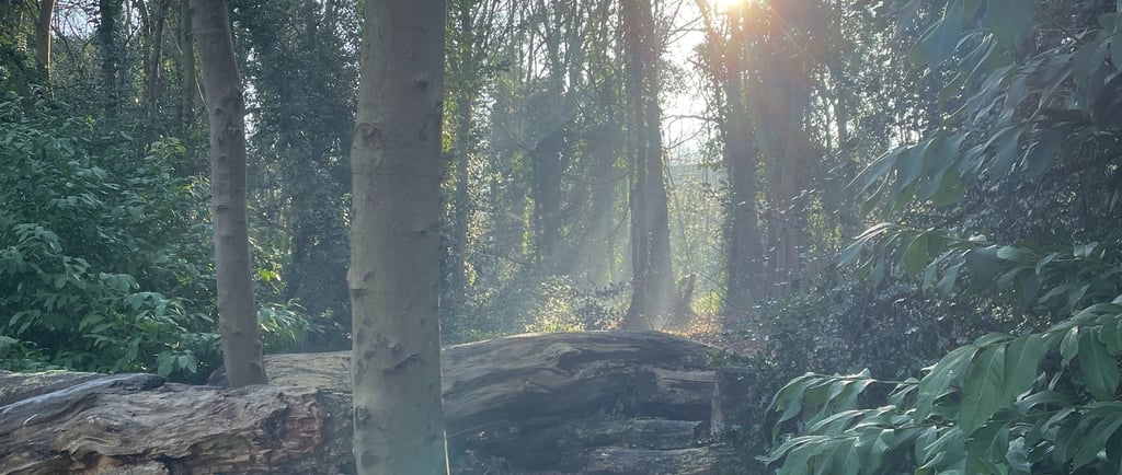 Morning sun shining through the trees in the woods