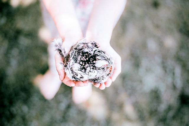 Image of an empty nest