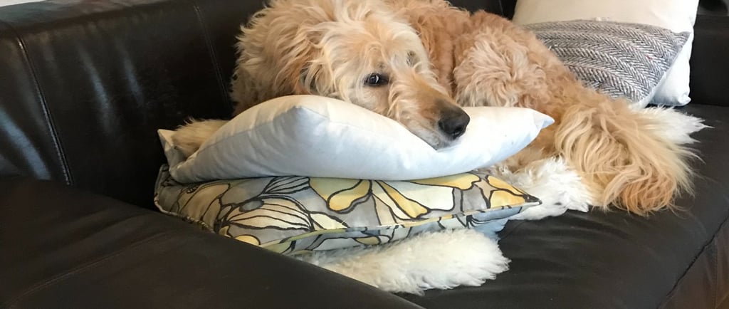 cassie the golden doodle on couch