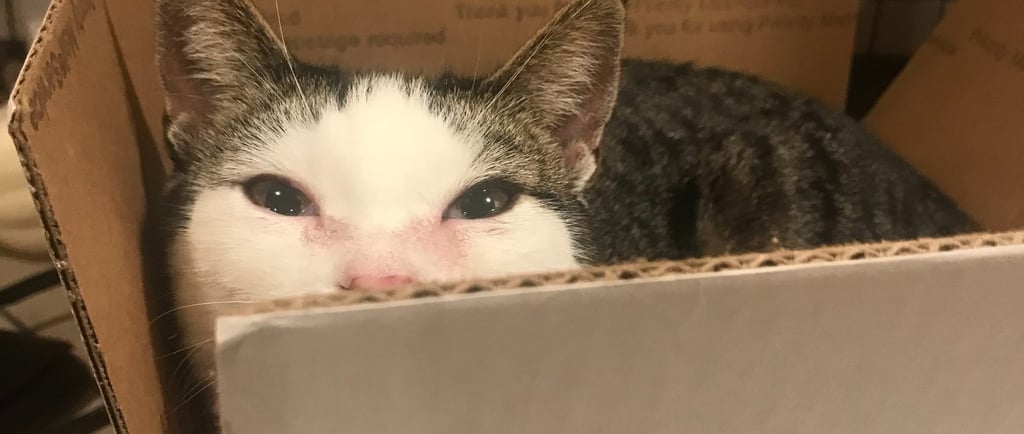 cat in a box