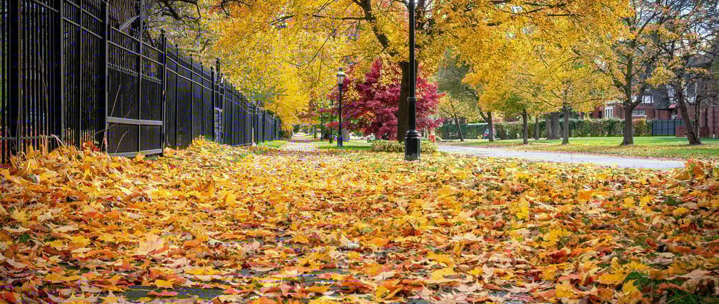 Photo of Autumn Leaves by Gigi Visacri on Unsplash