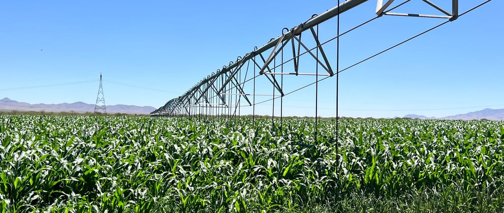 Riego de pivote de aspersión 