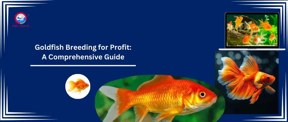 Goldfish Breeding for Profit: A Comprehensive Guide