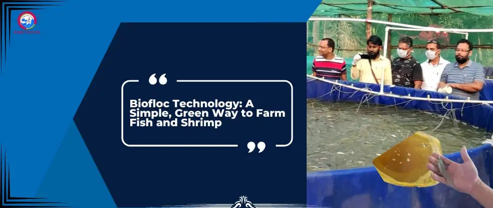 Biofloc Technology: A Simple, Green Way to Farm Fish and Shrimp