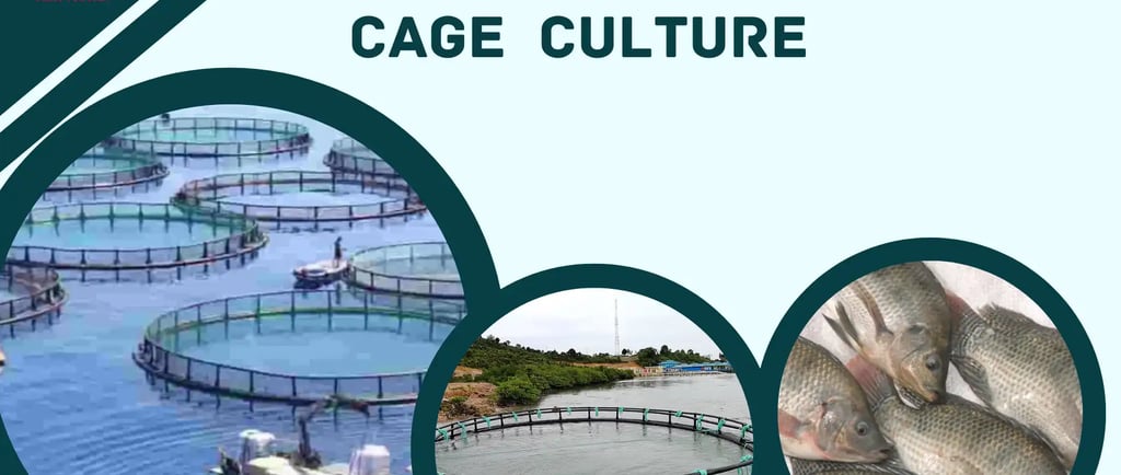 Cage Culture: A Guide for Beginners