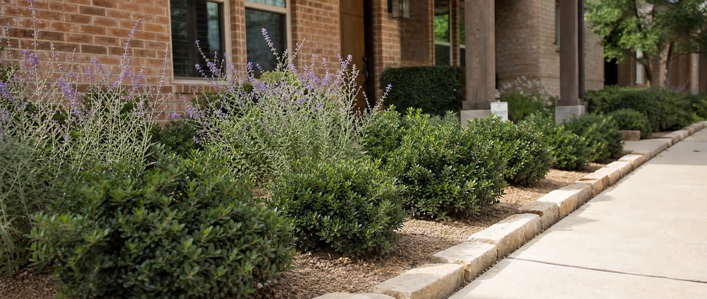 Low maintenance North Texas shrub bed with dwarf yaupon holly, Texas sage, mulch, and limestone edging beside a brick home