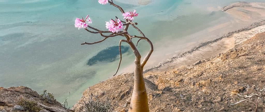Learn About the Fascinating Socotra Bottle Trees