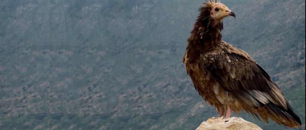 Socotra Island Animals