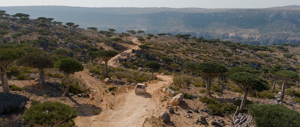 Why Is Diksam Plateau On Socotra Island A Must-Visit